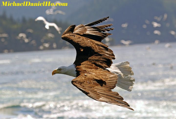 Bald Eagle photo