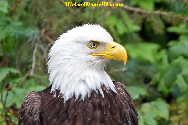 bald eagle photos