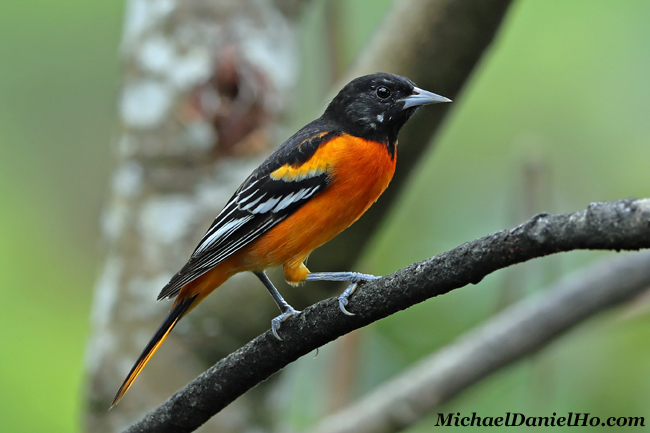 photo of Baltimore Oriole in Costa Rica