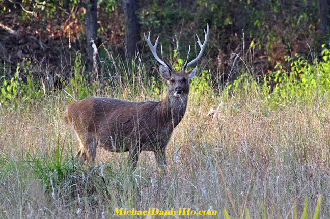 barasingha in indian jungle