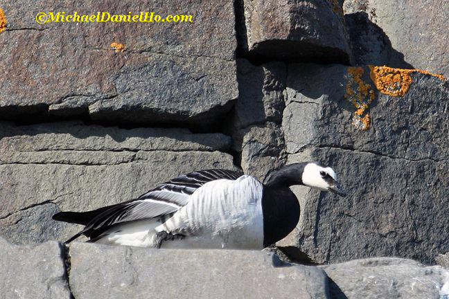 barnacle goose in svalbard