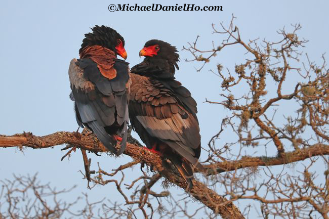 photo of Bateleur Eagles in South Africa