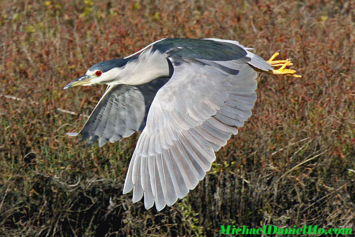 photo of black-crowned night heron in flight