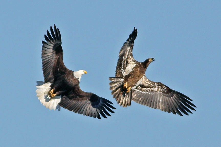 photo of bald eagle in alaska