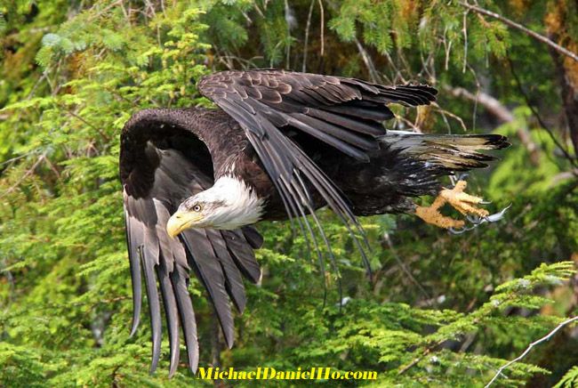 photo of bald eagle in alaska