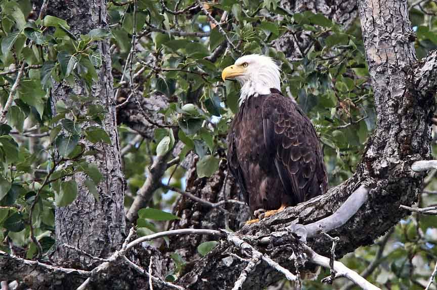 photo of bald eagle