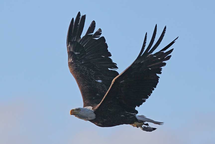 photo of bald eagle