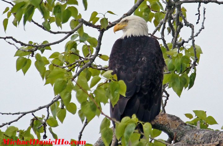 Bald Eagle photos