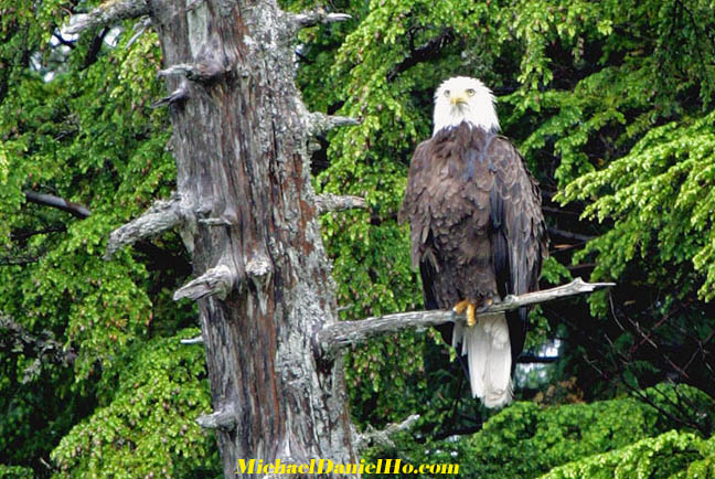 photo of bald eagle