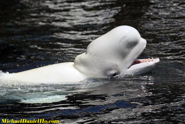 beluga whale photos