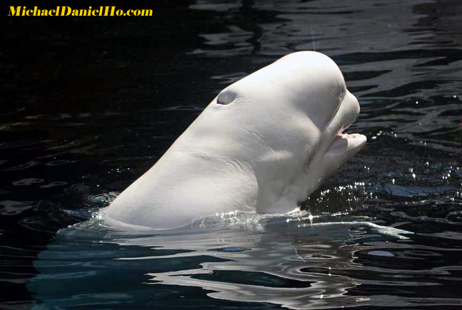 beluga whale photos