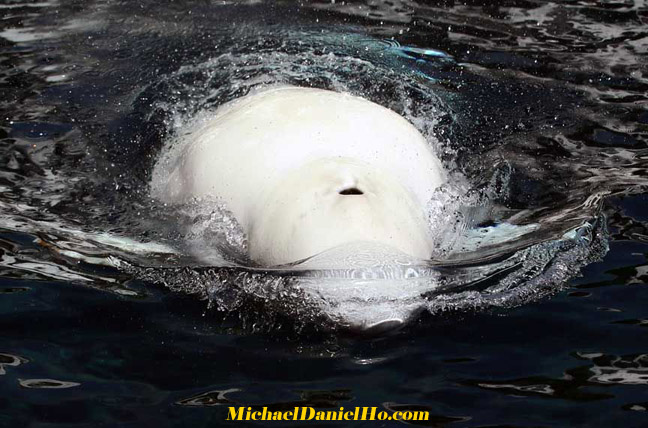 beluga whale pictures