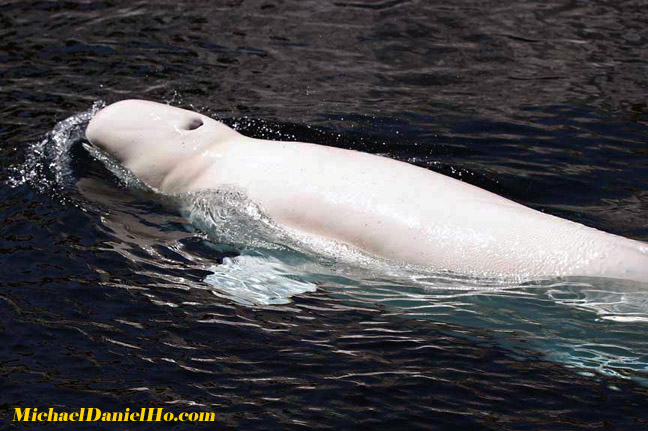 beluga whale photos