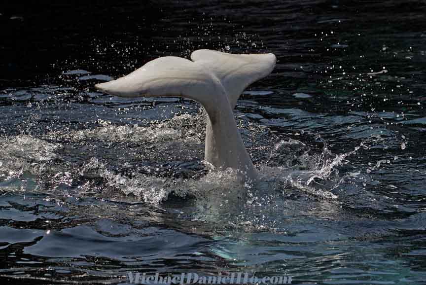 beluga whale photos