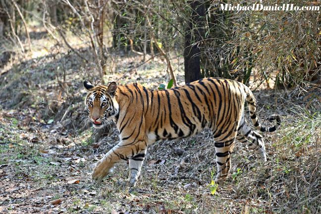 bengal tiger photos