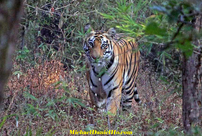 photo of bengal tiger in India