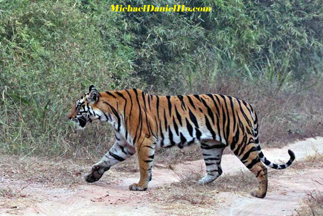 bengal tiger in indian jungle