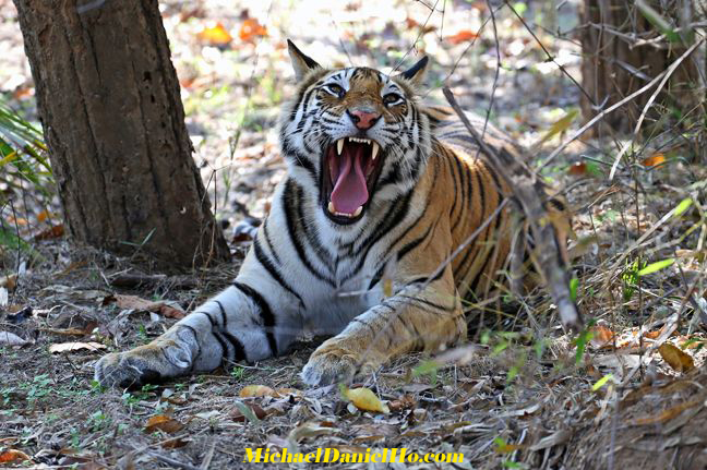 photo of bengal tiger in india