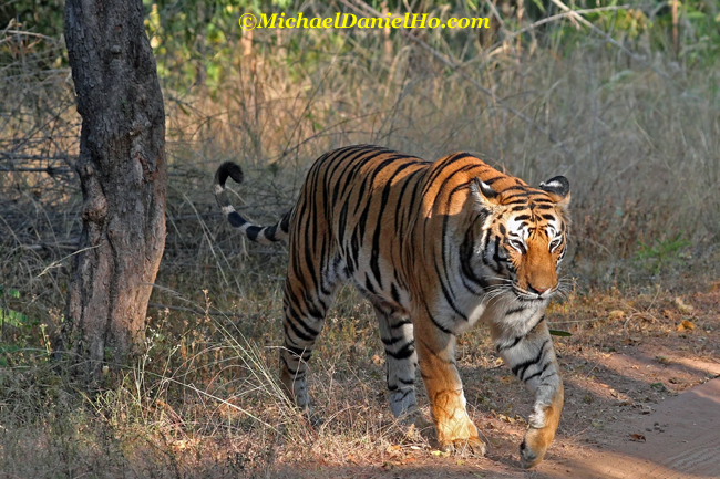 Bengal Tiger in Bandhavgarh national park, india