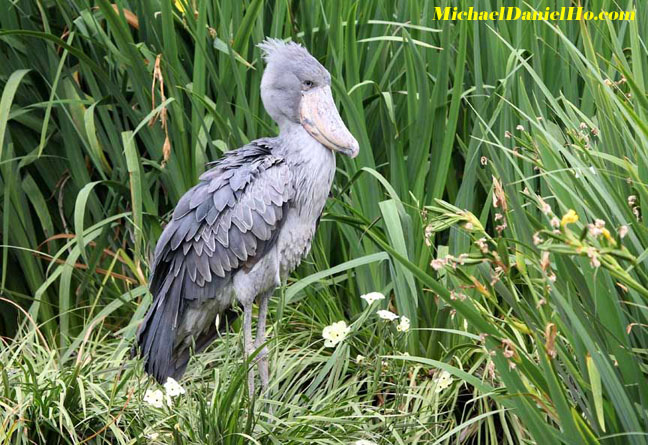 photo of Shoebill