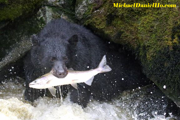 black bear with salmon in alaska