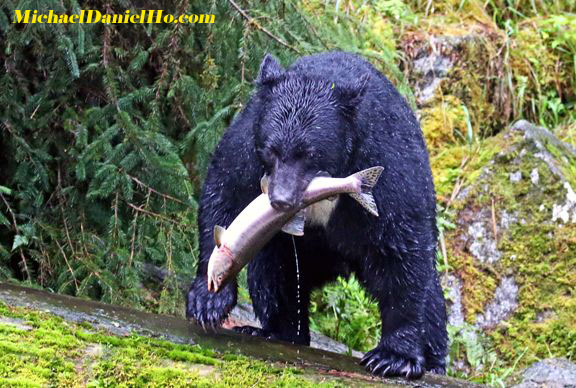 black bear fishing for salmon in alaska