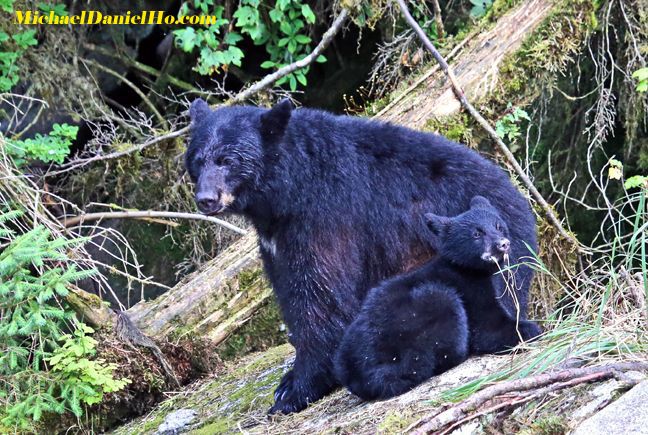 photo of black bear