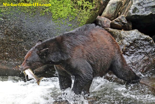 photo of black bear