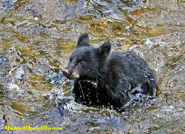 black bear cub photo