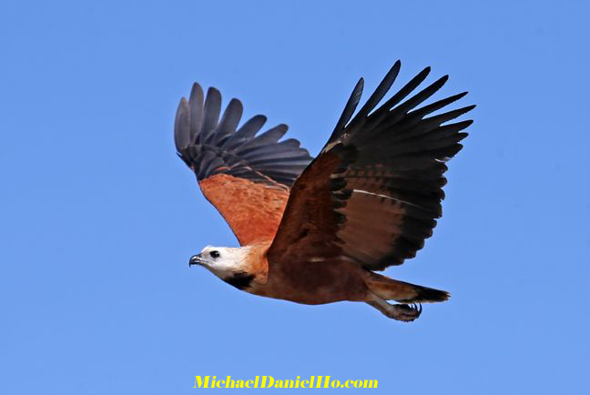 photo of Black Collared Hawk