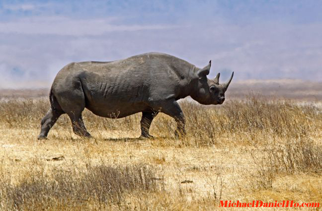 photo of black rhino