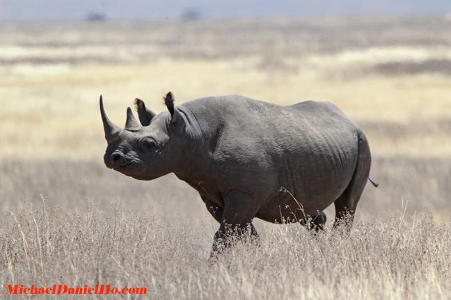 photo of black rhino