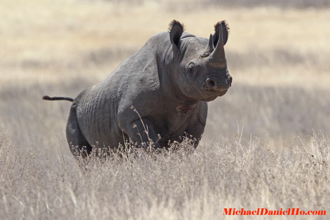 black rhino photos