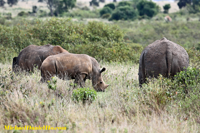 african lion photos