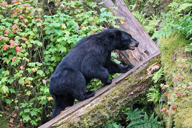 black bear photos