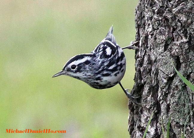 warbler photo