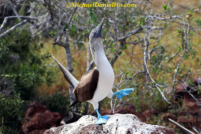 photo safari of blue footed booby in galapagos