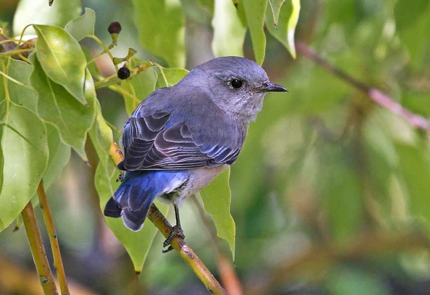 warbler photo