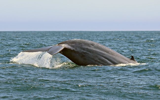 blue whale shots