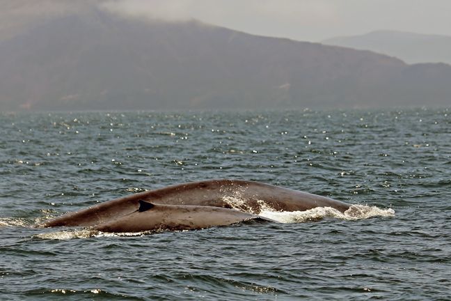 Blue whale picture