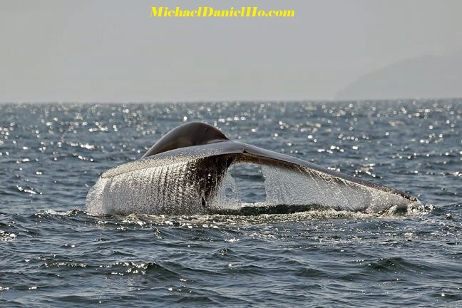 blue whale photos