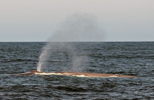 blue whale pictures