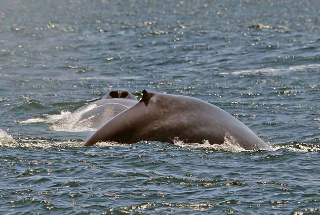 blue whale photos