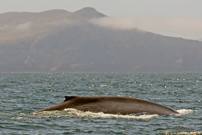 blue whale photos