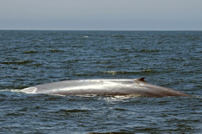 blue whale photography