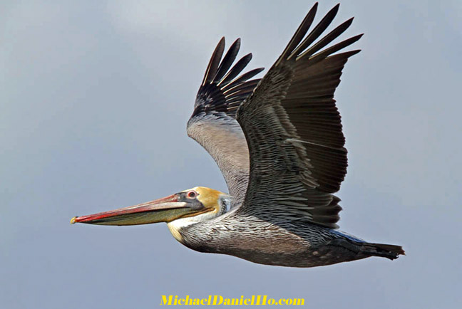 pelican picture