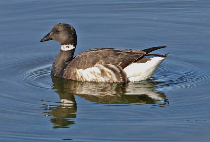 photo of brandt goose