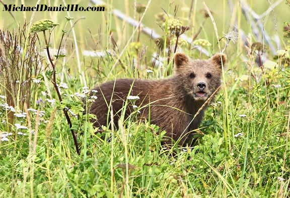 brown bear cub in sedge grass