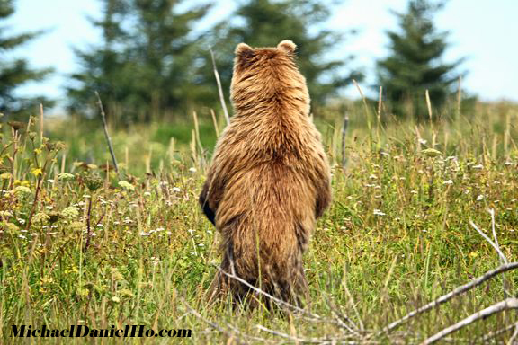 photo of brown bear standing