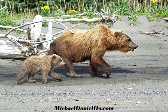 brown sow with cub photo